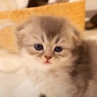 いつもトイレでくつろぐ子猫たちにベッドを与えた結果…『まさかの光景』がおもしろ可愛いと反響「たまらん」「トイレで寝んといて〜ｗ」