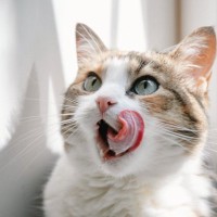 猫は『豆製品』を食べても大丈夫？豆腐、納豆、豆乳…体に良い効果はある？