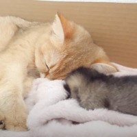 赤ちゃん猫がママ猫の近くに寄りすぎた結果…予想外すぎる『まさかの光景』が21万再生「笑った」「言葉で表せないほどの可愛さ」の声
