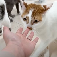 １泊２日の旅行から帰宅したら、猫が……お出迎えで見せた『思わぬ反応』に反響続々「忘れちゃったのかなｗ」「爆笑してしまった」