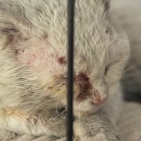 全身傷だらけで『ボロボロの白猫』との奇跡的な出会い→保護した結果…現在の様子に涙する人続出「頑張ってきたんだね」「泣けてくる」