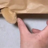 米袋を使用してネコと遊んでみたら…天才的に可愛すぎる『素敵な発想』に5万1000いいね「ずっと見ていられる」「無限に遊べそうｗ」と絶賛
