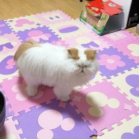 『だれがお尻の穴じゃい』←猫の顔を見てみると…あまりにも笑撃的な『まさかの姿』が283万表示「ビール吹いた」「見えないこともないｗ」