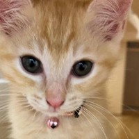 赤ちゃん猫を拾った飼い主さん→獣医に『大きくなるかも』と言われて…１年後の"驚きの変化"が話題「えーっ！？」「可愛すぎ」