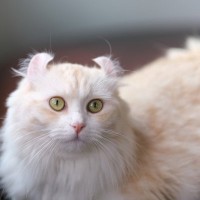 『耳』に特徴がある猫種4選！それぞれの特徴や歴史をご紹介　飼育するうえで気をつけるべきことも