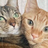 『カップルの自撮り感』→猫のツーショットを見てみると…『まさかのポーズ』が尊すぎると18万表示「社交ダンスｗ」「付き合いたてのカップル」