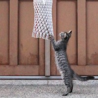 『カラン、コロン。』神社の鈴の前で猫が…あまりにも神々しい『まさかの瞬間』が105万表示「いいことありますように」「きっと幸運がくる」