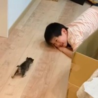 『赤ちゃん猫と男の子』が共に成長していった結果…素敵な光景に感動が止まらないと63万再生「思わず涙が…」「幸せな気分になった」