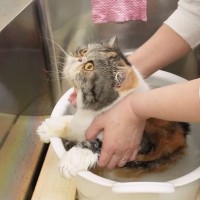 プロがアトピーの猫をお風呂に入れた結果→気持ちよすぎて…まさかの『可愛すぎる光景』に「温泉のCMに出られそう」「赤ちゃんみ溢れてる」
