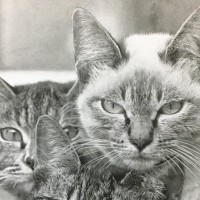 『３匹の猫がうつるモノクロの写真』かと思ったら…思わず唸る『驚きの事実』に「すごい！ただただ驚嘆」「素晴らしい」と2万5000いいね