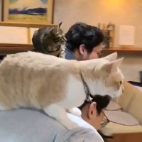 温泉旅館で自由に過ごす猫→夜の時間になると、スタッフさんたちが…爆笑必至の『まさかの光景』が27万表示「素敵すぎ」「最高に面白いｗ」