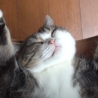 ブラッシング中にハンモックの上で眠ってしまった猫→絶対に野生では生きていけない『まさかの寝姿』が80万再生「無防備にもほどがあるｗ」