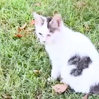 公園にいた目が塞がっている『ボロボロの子猫』を保護→９ヶ月後……"感動の光景"に「泣けて泣けて…」「涙で霞んできた」と10万再生