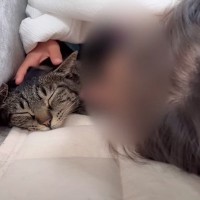 ５歳の女の子が寝込んでいると、猫が…『優しい光景』に思わず涙がでてくると11万再生「薬なくても治りそう」「早く元気になりますように」