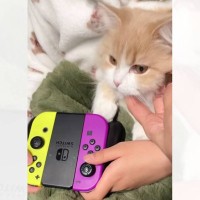 娘がゲーム中に子猫と毛布の中に入っていたら…とんでもなく可愛い『たまらない瞬間』が19万再生「うらやましい光景」「天使」