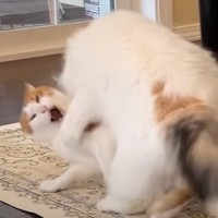 同居猫２匹が『ガチ喧嘩』、あとで様子を見に行くと→意外すぎる『まさかの展開』が話題「ケンカするほど仲が良い」「かわいいｗ」