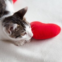 猫と暮らせない愛猫家が『猫愛を満たす』ための5つの方法　寂しさを埋めてくれるあの手この手