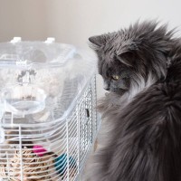 猫と一緒に飼わないほうがいい『相性が悪い生き物』5選　お互いのために、避けたほうがいい組み合わせとは