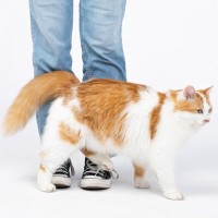 猫が『飼い主さんの足をわざと踏む』ナゾ行動の理由5選　どんなキモチが隠れている？