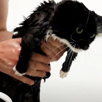 １年に一度の入浴日→大嫌いなお風呂に入った猫の反応が……可愛すぎる姿と心温まる瞬間に「本当に愛らしい」「超えらい…泣」と6万再生