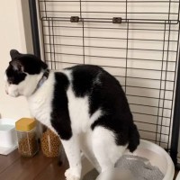 『子猫用トイレを設置』した結果、先輩猫が……あまりにも器用すぎる『まさかの使い方』が46万再生「バランス感覚ｗ」「何度見ても笑う」