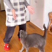 おばあちゃんが呼ぶと駆け寄る猫→『いち、にの、さん』の合図でジャンプした結果→とんでもなく尊い瞬間が158万再生「たまらん」「可愛すぎ」