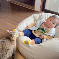 『22匹の猫が暮らす実家』に赤ちゃんを連れて帰省したら…癒されすぎ注意な『まさかの光景』が12万再生「もう全部が可愛い」「幸せ溢れる」