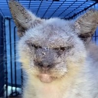 ひどい疥癬で目も開かなかったシャム猫のビフォーアフター！岩みたいなお顔が、別猫のように美しく…