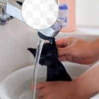 用水路で助けた子猫→『はじめてのシャンプー』に挑戦した結果…予想外の反応が45万再生「見ていて幸せになった」「愛情が伝わる」