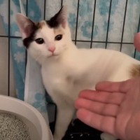 『さわれないから』と返されてしまった子猫の姉妹が、３週間後……驚くべき光景に反響続々「地道なお世話ありがとう」「たまらん」