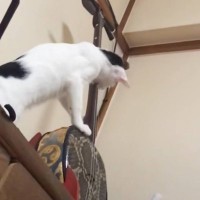 『夜中の２時に三味線の音が聞こえる』と思ったら、猫が…まさかの光景が面白すぎると167万再生「めっちゃ上手くて笑った」「怖くて泣くｗ」