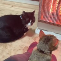 ヒーターの前でまったりとしていた2匹の猫→『ごはん』と言われた次の瞬間…「思ってる10倍早かったｗ」「すんごい反応で好き」と16万再生