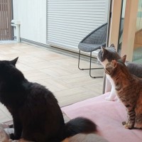 『キャティオ』猫たちが自由に遊べる中庭が完成した結果…あまりにも素敵な『まさかの光景』が24万再生「感動した」「すごい楽しそう」