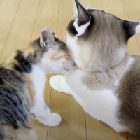 面倒見が良い先住猫と子猫が出会った結果…『もふもふ同士の絡み』に癒されると8万再生「ただただ癒される」「やさしいねー」の声