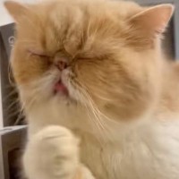 『毛づくろいしている猫』かと思ったら…まさかの『エアぺろぺろ』が可愛すぎると443万再生「タイミングもあってないｗ」「思わず声でたｗ」