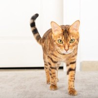 愛猫に『おいで！』を上手に教える3つの方法　呼び戻しができることのメリットもいっぱい