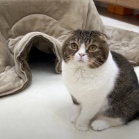 飼い主が様子のおかしいパパ猫について行った結果→息子猫が…！？『完全に心が通じている光景』が８万再生「天才ネコちゃんだ」「優しい」