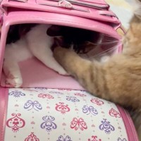 ランドセルを満喫していた猫→同居猫にパンチされた次の瞬間…予想外の『可愛すぎる瞬間』が25万表示「プチパニックｗ」「突然の攻撃にｗ」