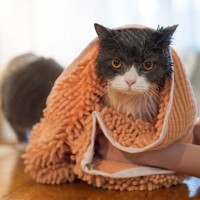 汚れた愛猫をキレイにする『お風呂以外の方法』5選　風呂嫌いな猫にも負担が少ない！