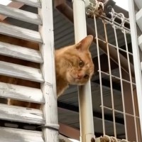 ケンカに明け暮れ『いつも傷だらけだった野良猫』を保護した結果…３年間の軌跡と『現在の姿』に涙する人続出「運命の出会い」「感動した」