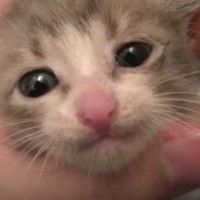 仕事先で捨てられていた子猫をつれて帰って『水責め』した結果…1253万再生突破の"泣ける光景"に「イケメンすぎる」「神様だ」と大絶賛