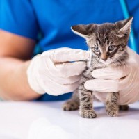 猫伝染性腹膜炎（FIP）治療の最前線｜最新医療の現状、今後の展望について【獣医が解説】