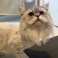 『丸刈りになった猫』を同居猫に会わせた結果…性格ごとに『異なる反応』が面白いと反響続々「おもっきし笑ってしまった」「器の大きさを感じる」