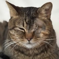 寒い寒い雪の中で"路上にうずくまっていた猫"を保護した結果…思わず感動の"エピソード"に反響続々「胸が熱くなる」「幸せになってね」