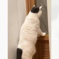 『立ちながらドアの向こう側を確認する猫』を見ていたら…『衝撃の瞬間』に爆笑の声続出「人間になったりしてｗ」「思わず笑ってしまった」