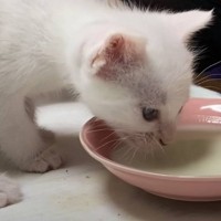 ミルクを飲むのが下手だった子猫→成長した現在は……？予想外のビフォーアフターが話題「勢いがすごいｗ」「可愛いとしか言いようがない」