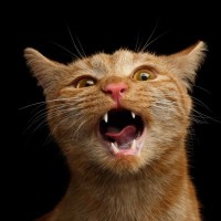 「猫の鳴き声」で作ったオペラ曲まで！？生涯シャム猫を愛した、大作曲家ラヴェル　フランス