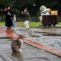 小さな村に200匹以上のあらゆる種類の猫たちが！猫好きを惹きつけてやまない「猫村」台湾