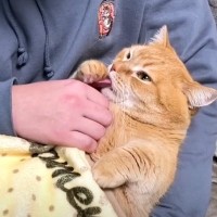 パパのゴッドハンドでとろけていた猫にママが『寝るよ』と言ったら…微笑ましい"検証結果"に「可愛すぎる」「ほっこり」と16万再生