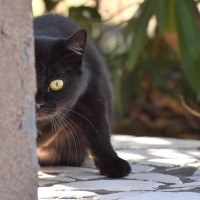 見事に失敗に終わった、CIAによる「猫をスパイにする作戦」米国